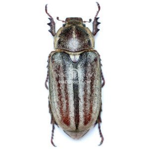 ANOXIA MATUTINALIS SARDOA